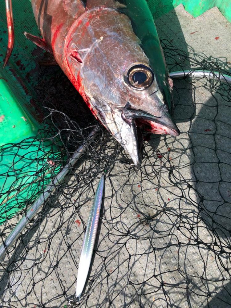 初トンボジギング