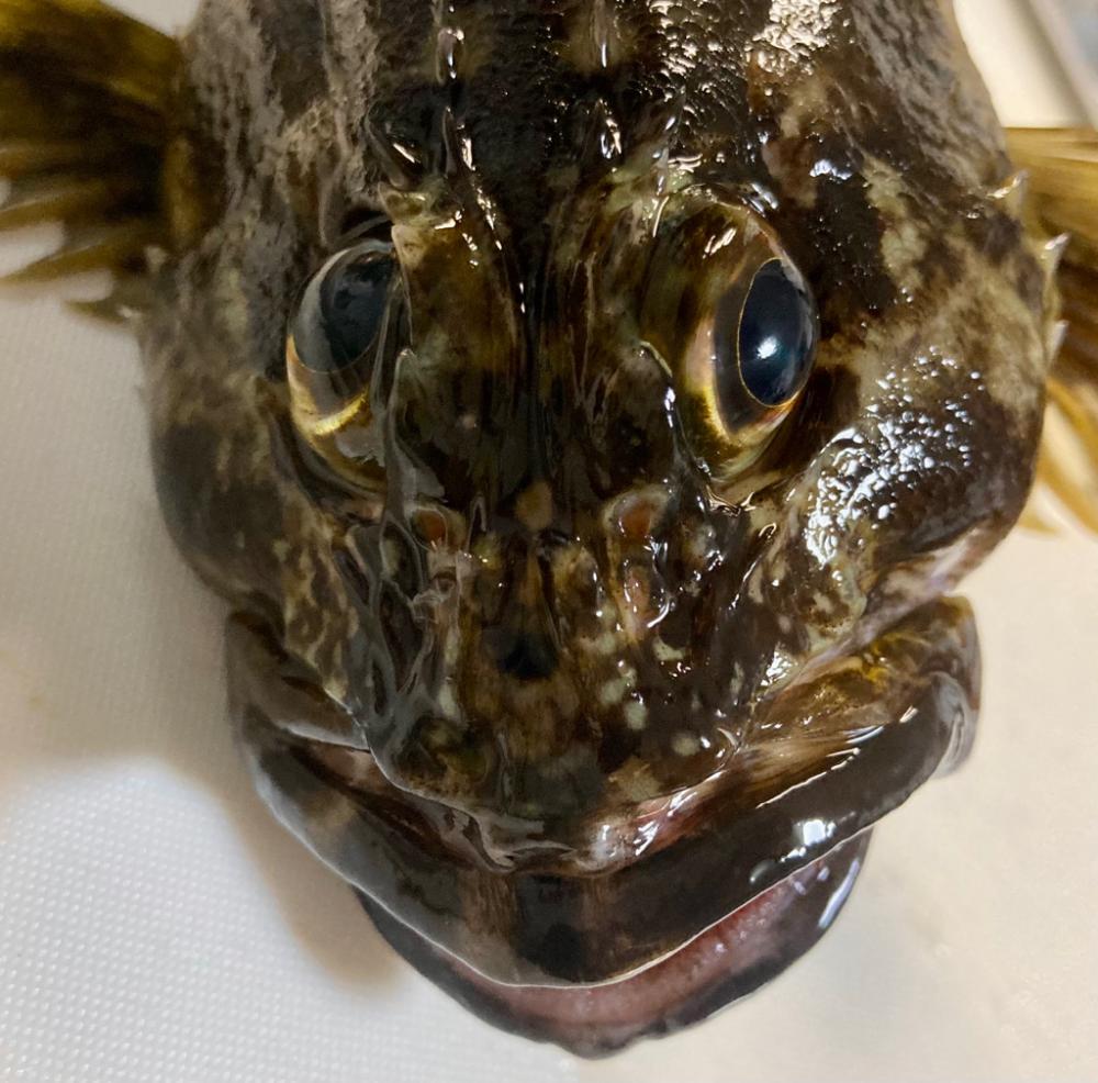 27cmメタボガッシー