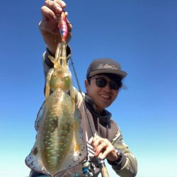 アオリイカ1.3キロオーバー