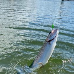 亀岡市　釣れ釣れプールトラウト