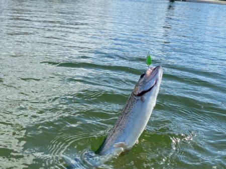 亀岡市　釣れ釣れプールトラウト