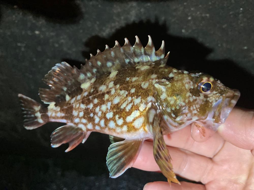 ガシラとメバル