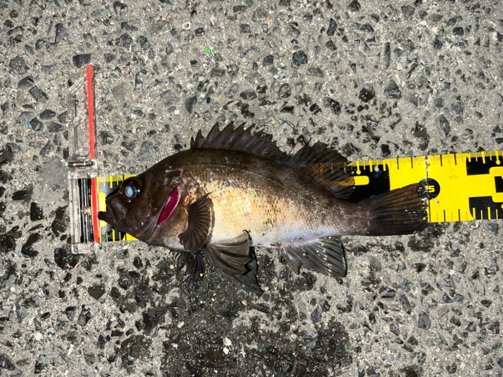 湾奥メバリング