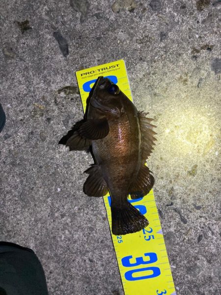 春めいて来ました