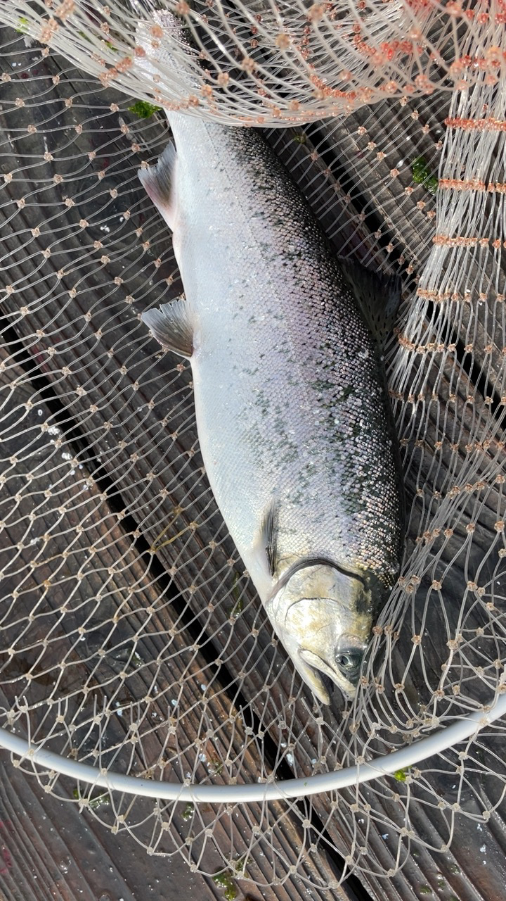 釣堀海恵のサーモンコーナー