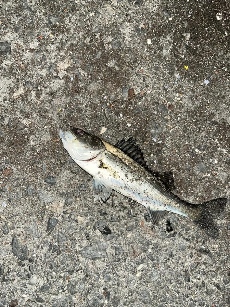 春のタケノコ祭り