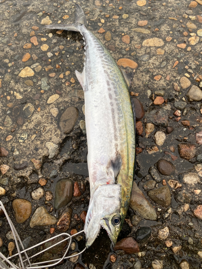 シーバス&サゴシ