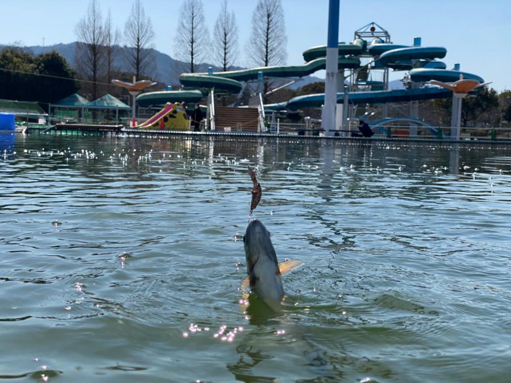 亀岡　かめプー　かめぷー