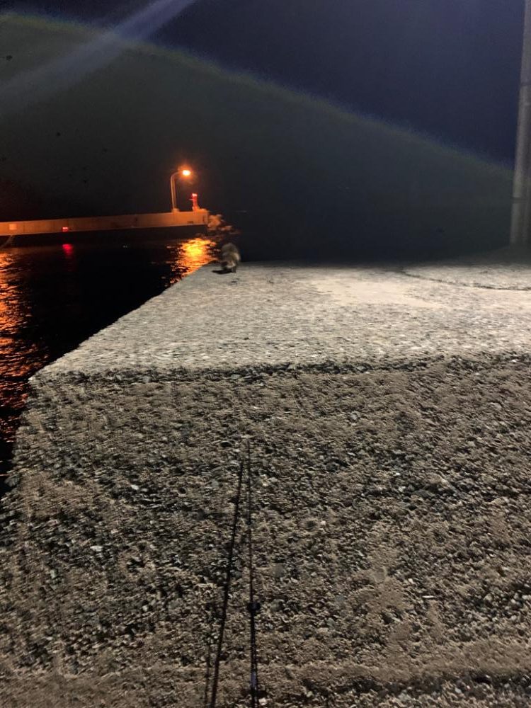 可愛いサイズですが釣れました⭐️