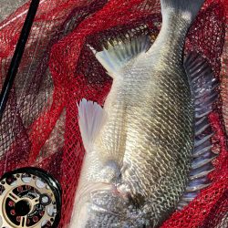 ヘチってきました