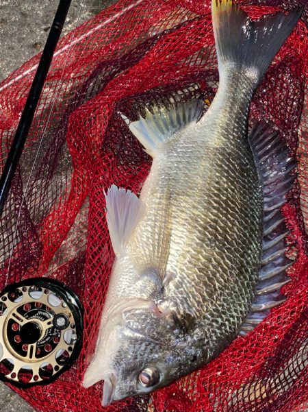 ヘチってきました