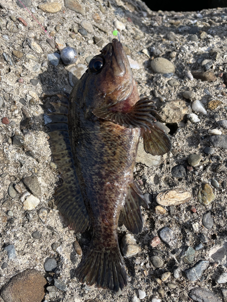 帰ってきた穴釣りNo.9