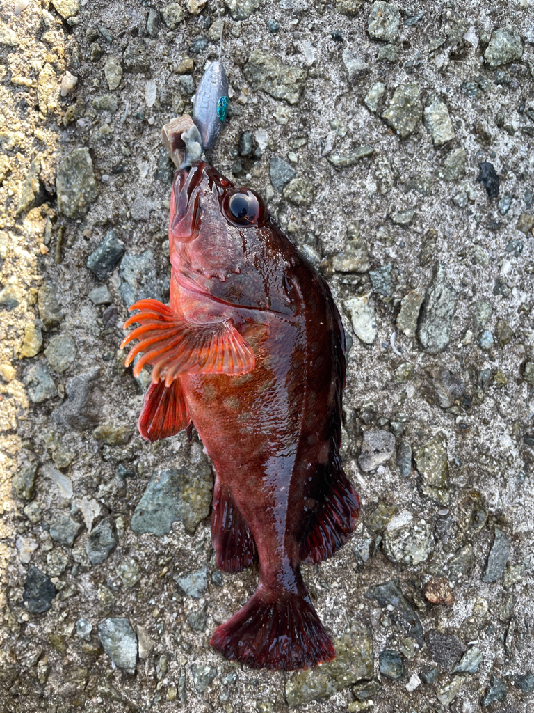 帰ってきた穴釣りNo.7