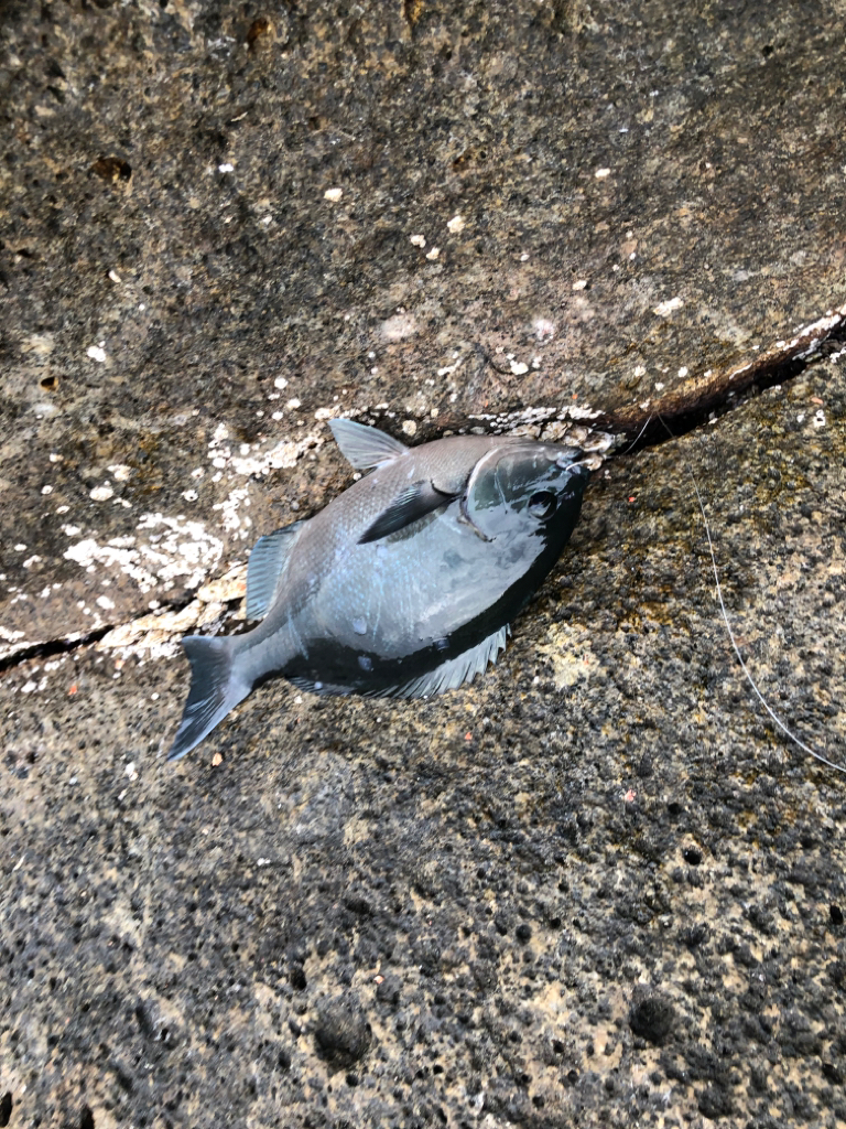 今年は水温が高いです