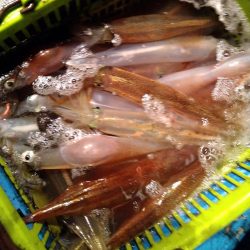 冬旬ヤリイカ釣り！（越前岬沖）