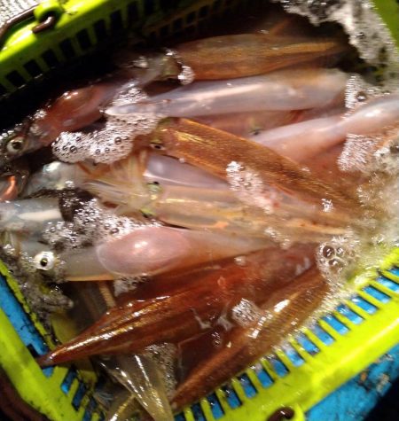 冬旬ヤリイカ釣り！（越前岬沖）