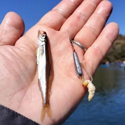 愛知県入鹿池ボート ワカサギ釣り！