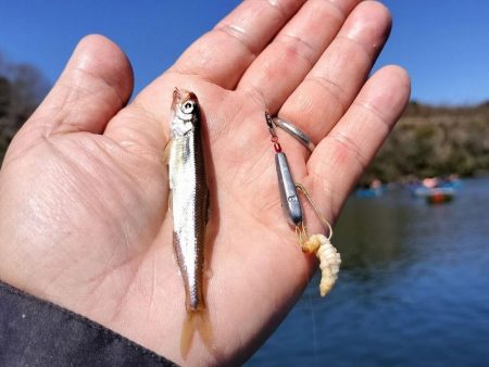 愛知県入鹿池ボート ワカサギ釣り！