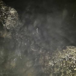 激渋メバリングとバチパターンシーバス撃沈！