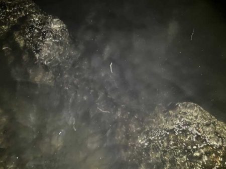 激渋メバリングとバチパターンシーバス撃沈！