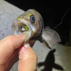 姫路メバリング激渋だけど良型ゲット！