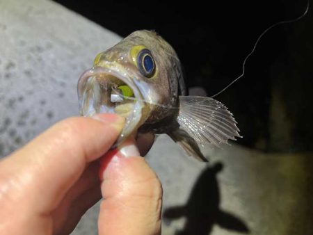 姫路メバリング激渋だけど良型ゲット！