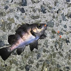 リグデザインモニター釣行