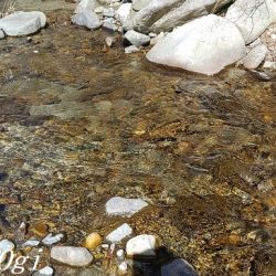 支流を攻めて28匹のアマゴをゲット!