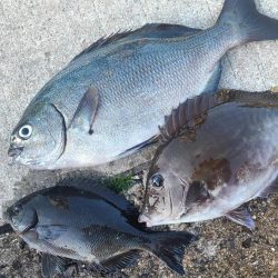 和歌山市江(吉丸渡船)で磯フカセ