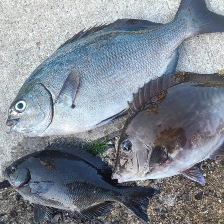 和歌山市江(吉丸渡船)で磯フカセ