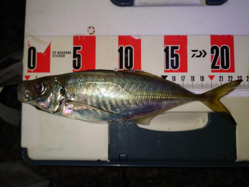 ポンポンパンパン