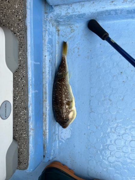 天草でコウイカ初挑戦してきました