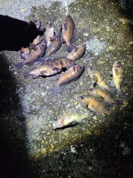 メバリングです