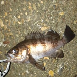 約一年ぶりに。