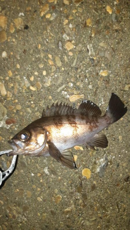 約一年ぶりに。