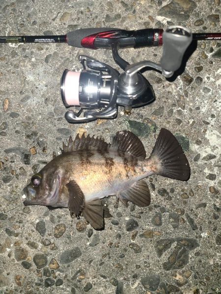 メバリング激渋の日