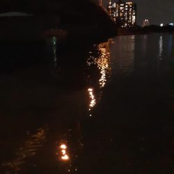 西宮周辺　シーバス