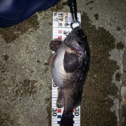 釣り人生初釣果！産卵前のクロソイ？？