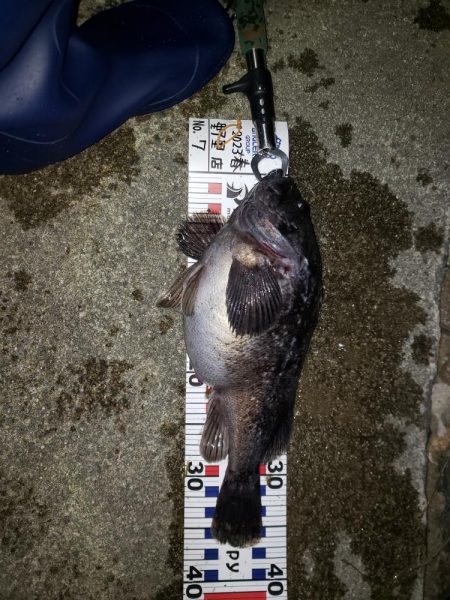 釣り人生初釣果！産卵前のクロソイ？？