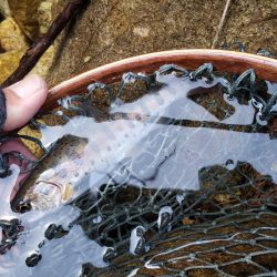 解禁です、サクラ居ませんが渓流は良いですね