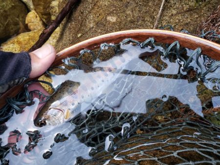 解禁です、サクラ居ませんが渓流は良いですね