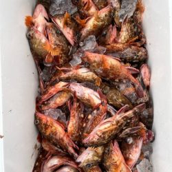 春の関門にアラカブ狙って行って来ました