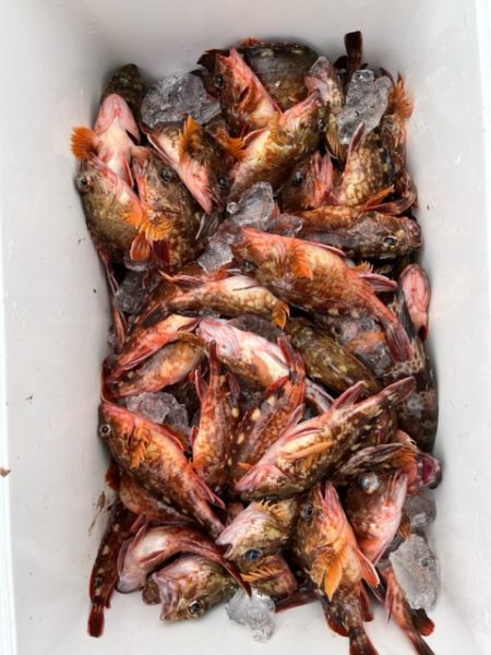 春の関門にアラカブ狙って行って来ました