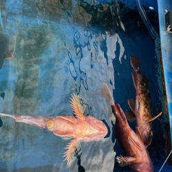 関門海峡でイカ・アラカブのリレー便に乗ってきました