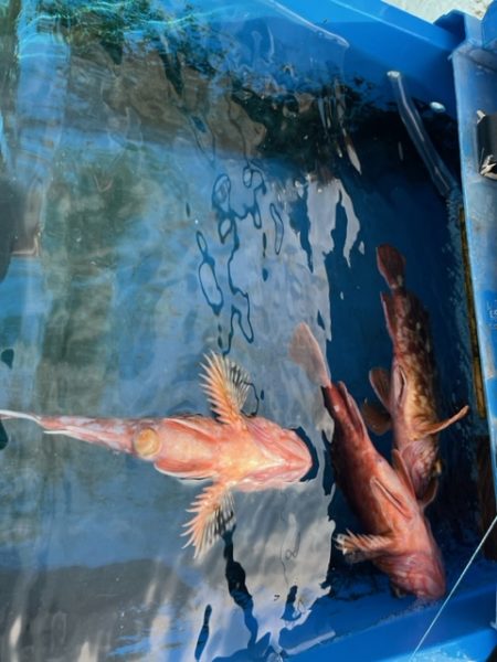 関門海峡でイカ・アラカブのリレー便に乗ってきました