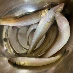 今季の初投げにて初物を狙ってきました