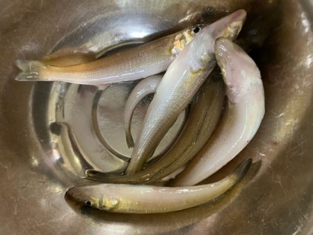 今季の初投げにて初物を狙ってきました