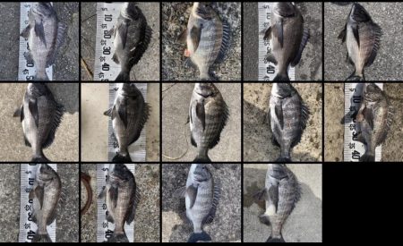 55cm!!(イチノ兄弟兄)