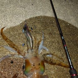 凪エギングIN対馬