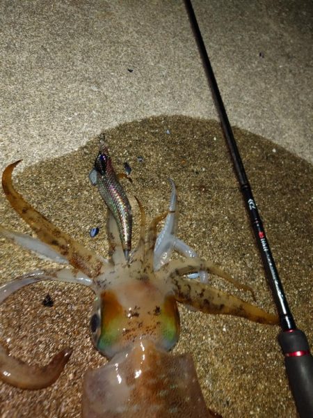 凪エギングIN対馬